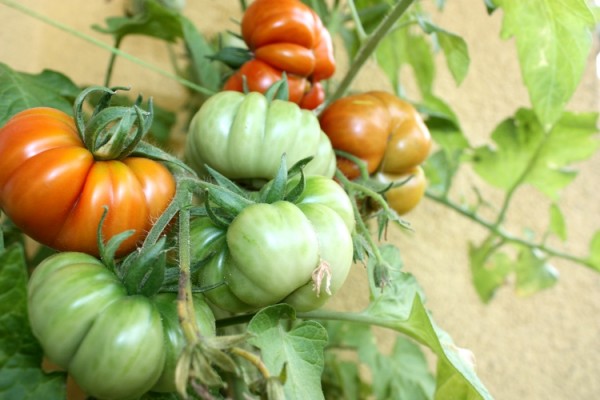 Pomidory Costoluto Fiorentino